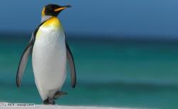User Profile: engineeringPenguin