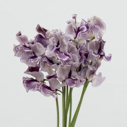 User Profile: Woleyy