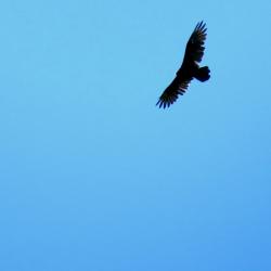 User Profile: survivetoalive