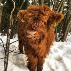 User Profile: smelborp