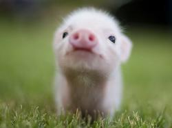 User Profile: piggie