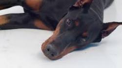 User Profile: downdoberman