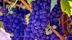 User Profile: BrightGrapes