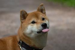 User Profile: purpledoggo5900