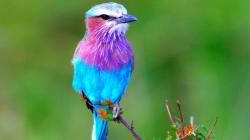 Profile: neatBalloon7178