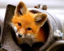 User Profile: LittleFox07