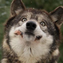 PolitelyChaotic profile picture