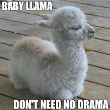 User Profile: NoDramaBabyLlama