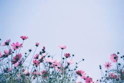 User Profile: AmeliaAdrianna