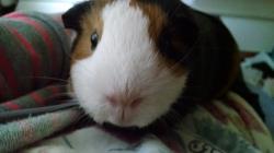 User Profile: azurePeach2012