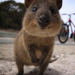 User Profile: NeighborlyQuokka