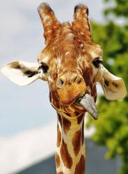 User Profile: Babygiraffe11