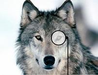 User Profile: AMonocledWolf
