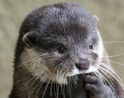 User Profile: OtterPants
