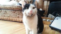 User Profile: CourageousKittyCat