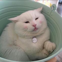 User Profile: LittleDeneb