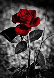User Profile: Liv318
