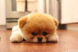User Profile: healingpuppy91