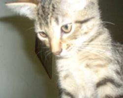 User Profile: phenix1077