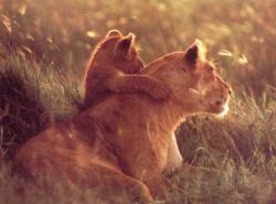User Profile: MotherLion