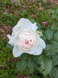 Profile: enthusiasticPond5679