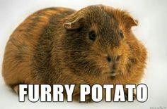 User Profile: GuineaPigsAreCute03