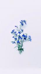 User Profile: BlueMorphoXx