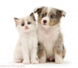 User Profile: dogsandcats100