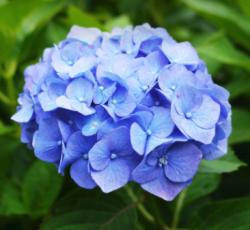 User Profile: HydrangeaField