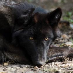User Profile: WolfLykaios