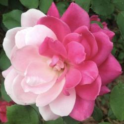 User Profile: recliningfate