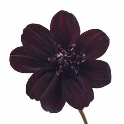 User Profile: MariusS