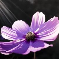 User Profile: tluper6491