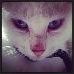 User Profile: ConsiderateCat