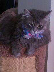 User Profile: FluffyKitter