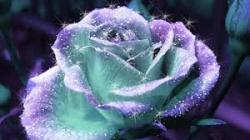 User Profile: Etalia