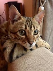 User Profile: Foxfire00