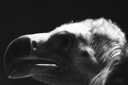 User Profile: IAmAJinchuuriki