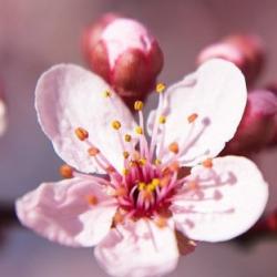 User Profile: LonelyCherryBlossom