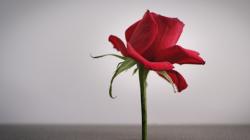 User Profile: spiralingrose2497