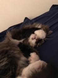 User Profile: Bellapazza