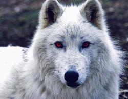 User Profile: Hopefulwolf