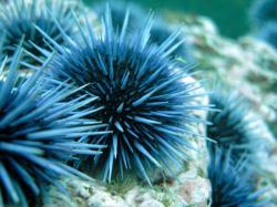 User Profile: SeaUrchin