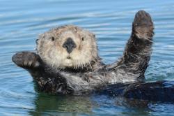 User Profile: turquoiseOtter123