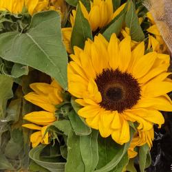 User Profile: understandingAcai1283