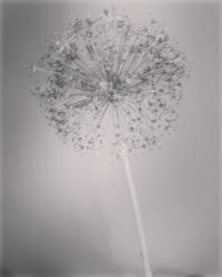 User Profile: ShootingStarVagrantPoet