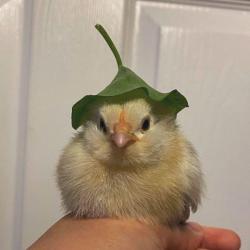 User Profile: persistentSpring5795