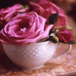 User Profile: Teacup504