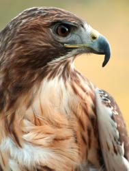 User Profile: RedHawk6547