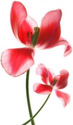 User Profile: LonelyFlower2
